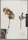 Foto von Salix waldsteiniana Willd.